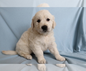 English Cream Golden Retriever Puppy for sale in SHILOH, OH, USA