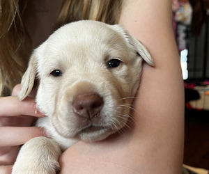 Labrador Retriever Puppy for sale in SAINT PAUL, MN, USA