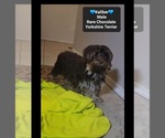 Small #2 Yorkshire Terrier