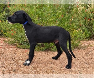 Ryder - Male Labradoodle Dog for Adoption - Photo #2