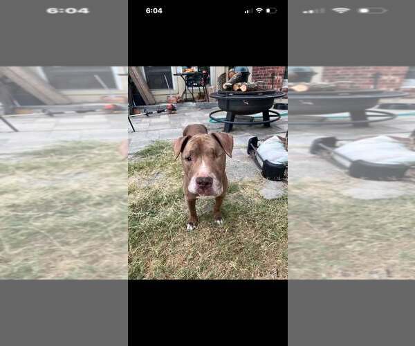 Medium Photo #2 Mutt Puppy For Sale in Rowlett, TX, USA