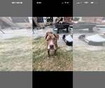 Small Photo #2 Mutt Puppy For Sale in Rowlett, TX, USA