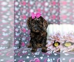 Small #3 Cockapoo