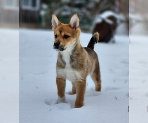 Pomsky Puppy for Sale in MILTON, Vermont USA