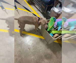 American Bulldog Dogs for adoption in West Palm Beach, FL, USA