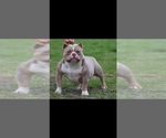 Small Photo #3 American Bully Puppy For Sale in TULLAHOMA, TN, USA