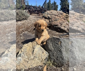 Golden Retriever Puppy for sale in SISTERS, OR, USA