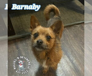 Chiweenie Dogs for adoption in Omaha, NE, USA