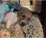 Small #3 Great Dane Mix