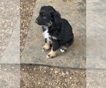 Small #4 Australian Shepherd