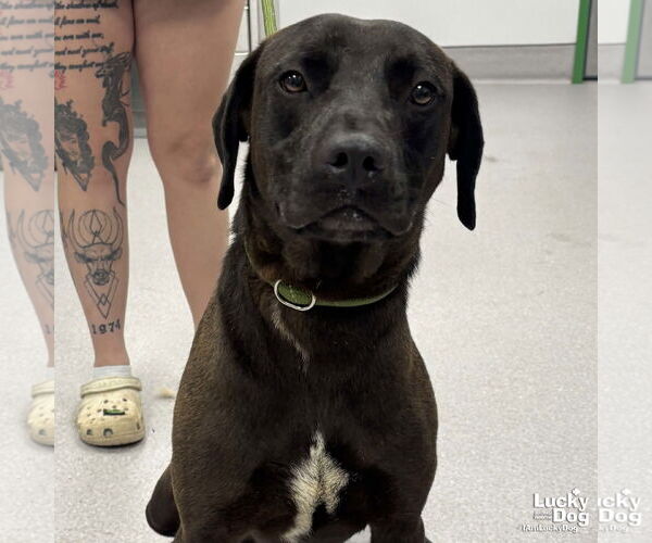Medium Photo #4 Labrador Retriever-Retriever  Mix Puppy For Sale in Washington, DC, USA