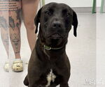 Small #3 Labrador Retriever-Retriever  Mix