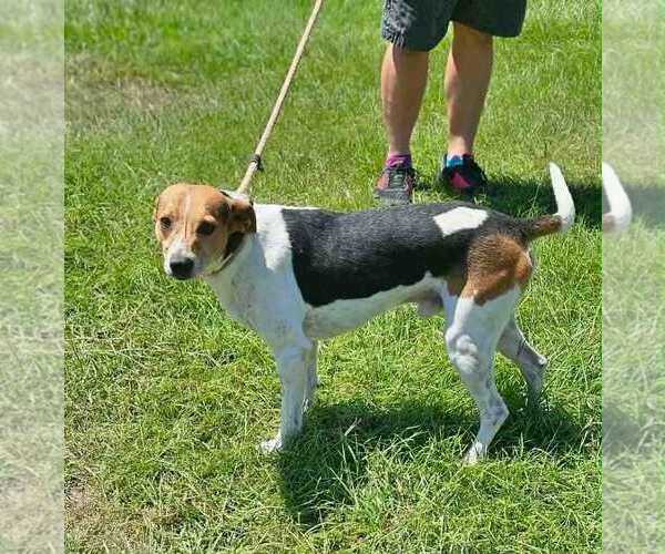 Medium Photo #3 Beagle-Unknown Mix Puppy For Sale in Tampa, FL, USA