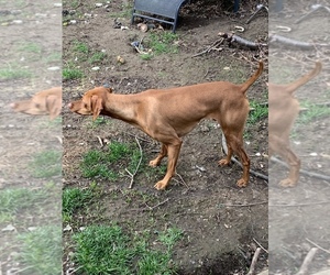 Father of the Vizsla puppies born on 04/19/2022