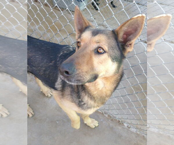 Medium Photo #9 German Shepherd Dog Puppy For Sale in Apple Valley, CA, USA
