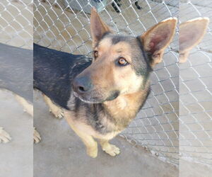 JR - Male German Shepherd Dog Dog for Adoption - Photo #9
