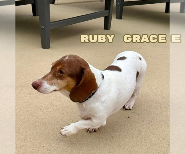Medium Photo #12 Dachshund Puppy For Sale in San Antonio, TX, USA