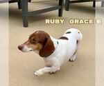Small #11 Dachshund
