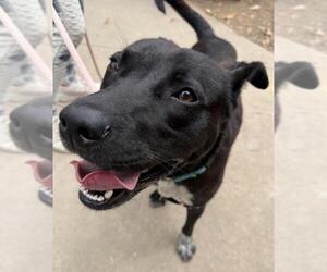Borador Dogs for adoption in Santa Barbara, CA, USA