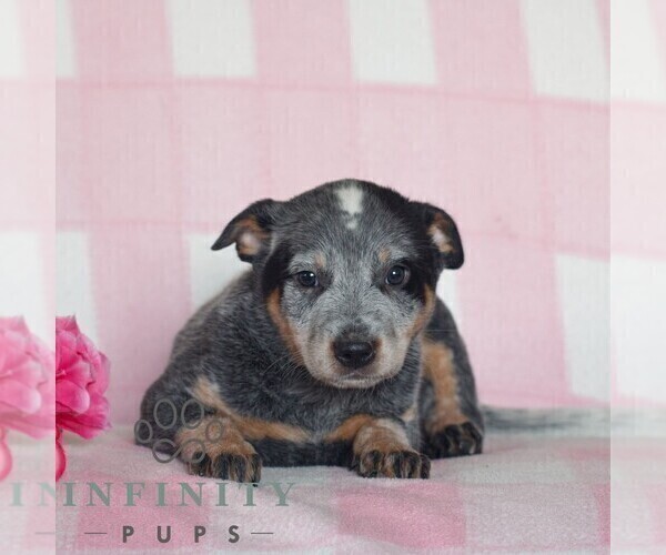 Medium Photo #1 Australian Cattle Dog Puppy For Sale in ATGLEN, PA, USA
