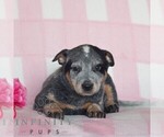 Small Australian Cattle Dog