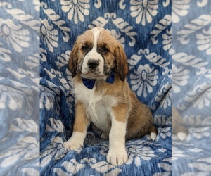 Saint Berdoodle Puppy for sale in PEACH BOTTOM, PA, USA