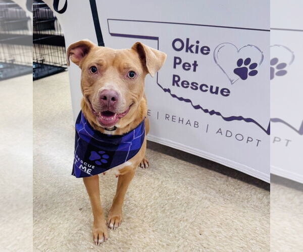 Medium Photo #4 Mutt Puppy For Sale in Claremore, OK, USA