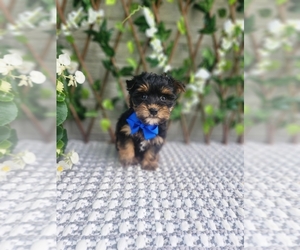 Morkie Puppy for sale in INDIANAPOLIS, IN, USA