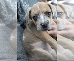 Small Photo #1 Daniff-Rottweiler Mix Puppy For Sale in TOLEDO, OH, USA