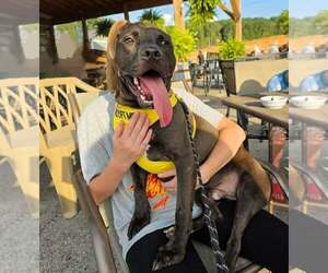 Mutt Dogs for adoption in Martinsburg, WV, USA