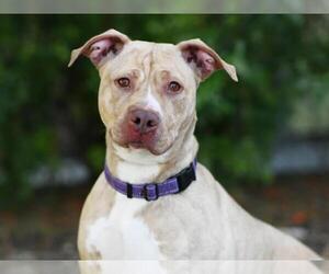 American Bulldog-Unknown Mix Dogs for adoption in Tavares, FL, USA