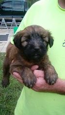 Soft Coated Wheaten Terrier Puppy for sale in HELTONVILLE, IN, USA