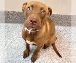 Small #1 American Pit Bull Terrier Mix