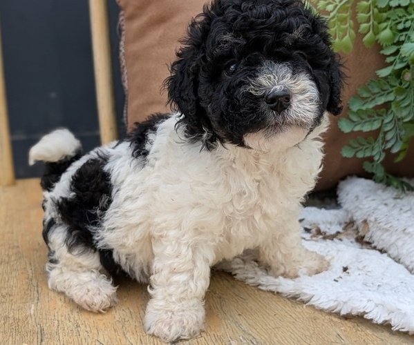 Medium Photo #14 Poovanese Puppy For Sale in GOSHEN, IN, USA