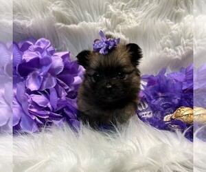 Pomeranian Puppy for sale in TALALA, OK, USA
