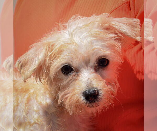 Medium Photo #5 Maltese Puppy For Sale in Huntley, IL, USA