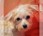 Small #4 Maltese