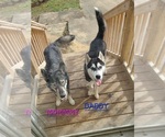 Small Photo #1 Siberian Husky Puppy For Sale in CRESTVIEW, FL, USA