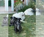 Small #7 Great Pyrenees