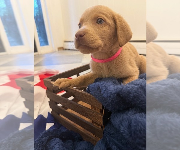 Medium Photo #2 Labrador Retriever Puppy For Sale in ELKTON, MD, USA