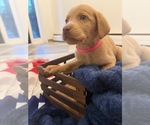 Small #1 Labrador Retriever