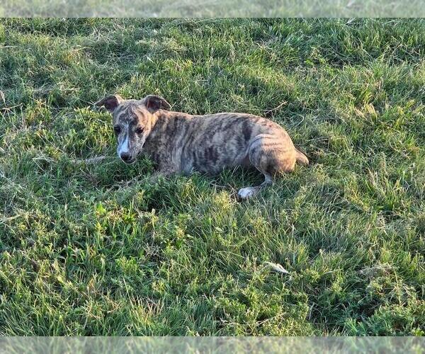 Medium Photo #1 Whippet Puppy For Sale in SAINT JOHN, KS, USA