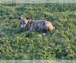 Puppy 2 Whippet