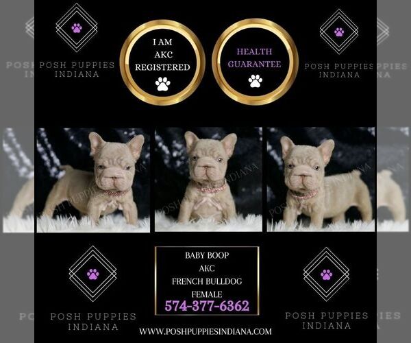 Medium Photo #2 French Bulldog Puppy For Sale in WARSAW, IN, USA