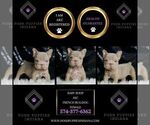 Small #1 French Bulldog