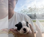 Small #6 Boston Terrier
