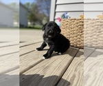 Small Photo #2 Labrador Retriever Puppy For Sale in CHESTERFIELD, MI, USA