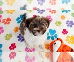 Image preview for Ad Listing. Nickname: Tucker