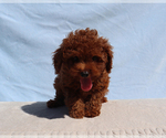 King - Male Poodle (Toy) Puppy for Sale - Photo #4
