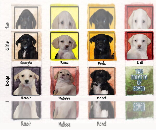 Medium Photo #2 Chihuahua-Unknown Mix Puppy For Sale in Grafton, WI, USA